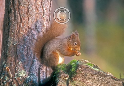 Red Squirrel DM0622
